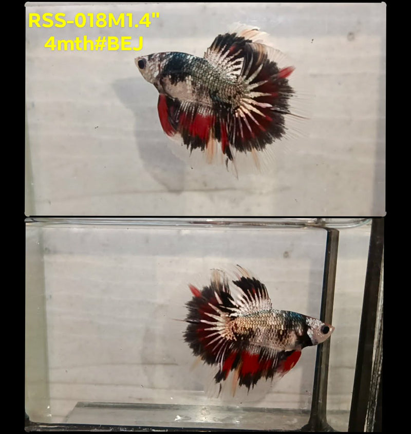 Live Male Betta Fancy Copper Marble Halfmoon (RSS-018)High quality what you see what you get!!
