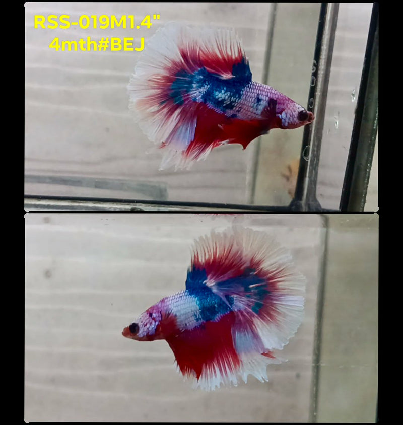 Live Male Betta Fancy Blue Pinktone colors Halfmoon (RSS-019)High quality what you see what you get!!