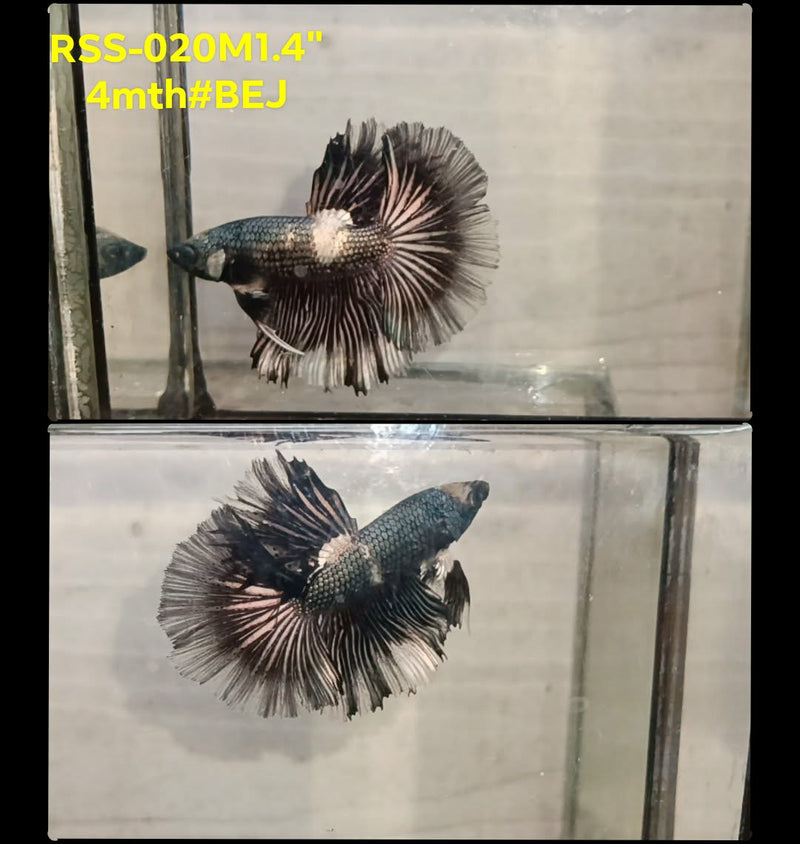Live Male Betta Fancy Copper Dark Scale Halfmoon (RSS-020)High quality what you see what you get!!