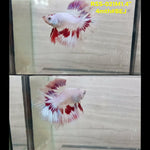 Live Male Betta Fancy Red Pattern Halfmoon (RSS-021) S308 High quality what you see what you get!!