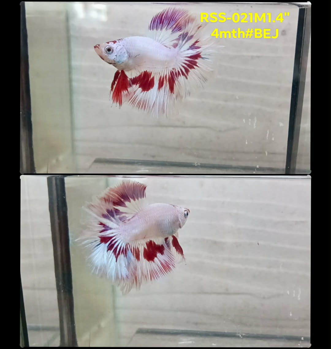 Live Male Betta Fancy Red Pattern Halfmoon (RSS-021) S308 High quality what you see what you get!!