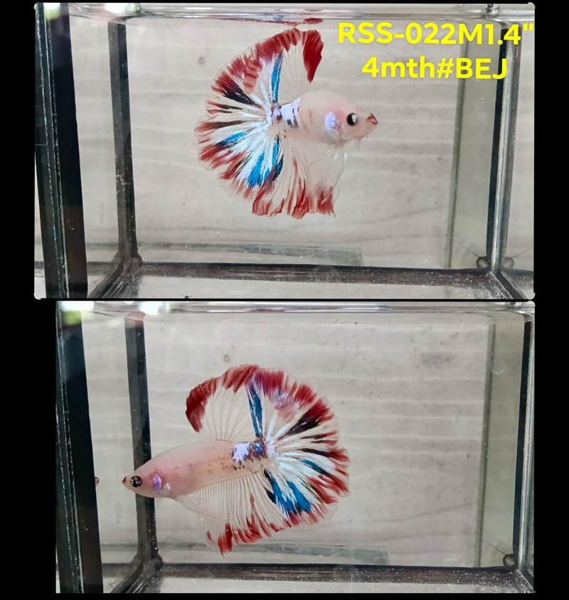 Live Male Betta Fancy Red Koi Halfmoon (RSS-022)High quality what you see what you get!!