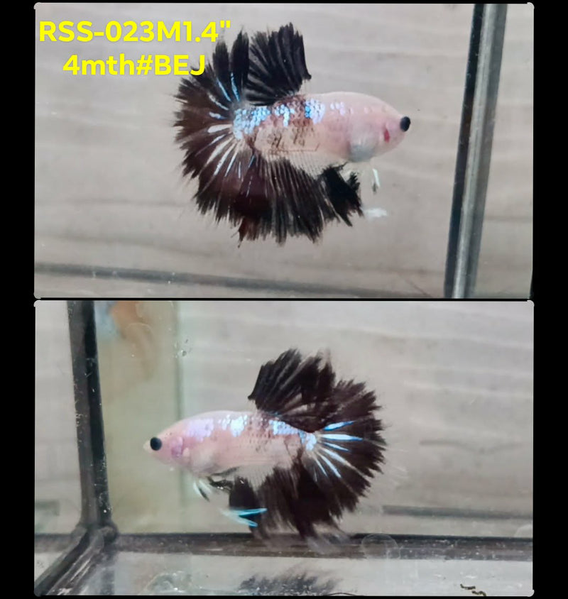 Live Male Betta Fancy Black Koi Halfmoon (RSS-023)High quality what you see what you get!!