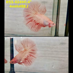 Live Male Betta Orange Vanda Armageddon Halfmoon (RSS-024)High quality what you see what you get!!