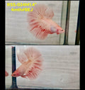 Live Male Betta Orange Vanda Armageddon Halfmoon (RSS-024)High quality what you see what you get!!