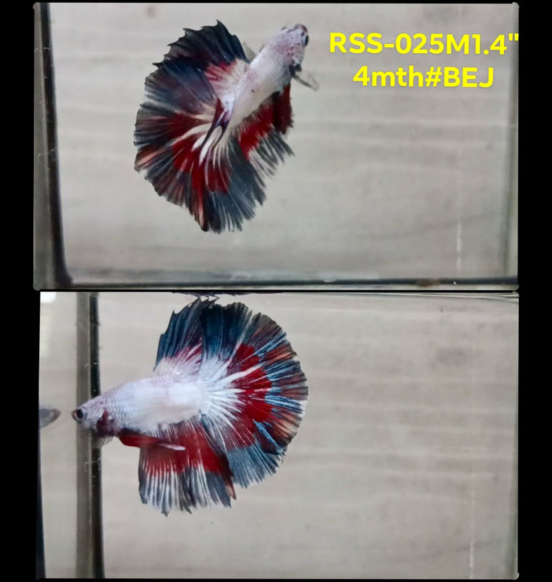 Live Male Betta Fancy Koi Halfmoon (RSS-025)High quality what you see what you get!!
