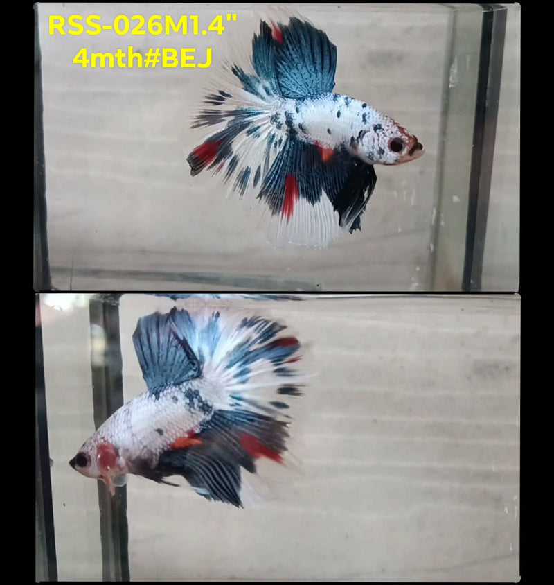 Live Male Betta Fancy Marble Polkadot Halfmoon (RSS-026) S311 High quality what you see what you get!!