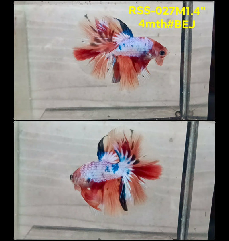 Live Male Betta Candy Marble Halfmoon (RSS-027) S014 High quality what you see what you get!!