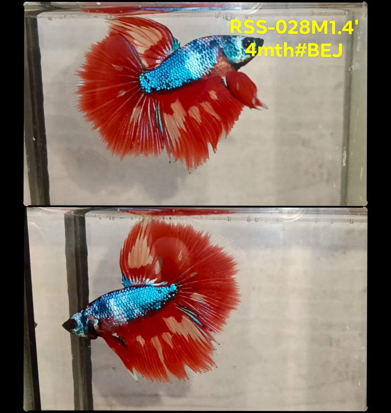 Live Male Betta Fancy Marble Halfmoon (RSS-028)High quality what you see what you get!!