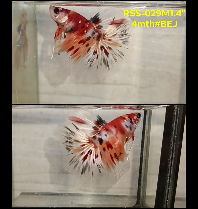 Live Male Betta Red Galaxy Koi Halfmoon (RSS-029)High quality what you see what you get!!