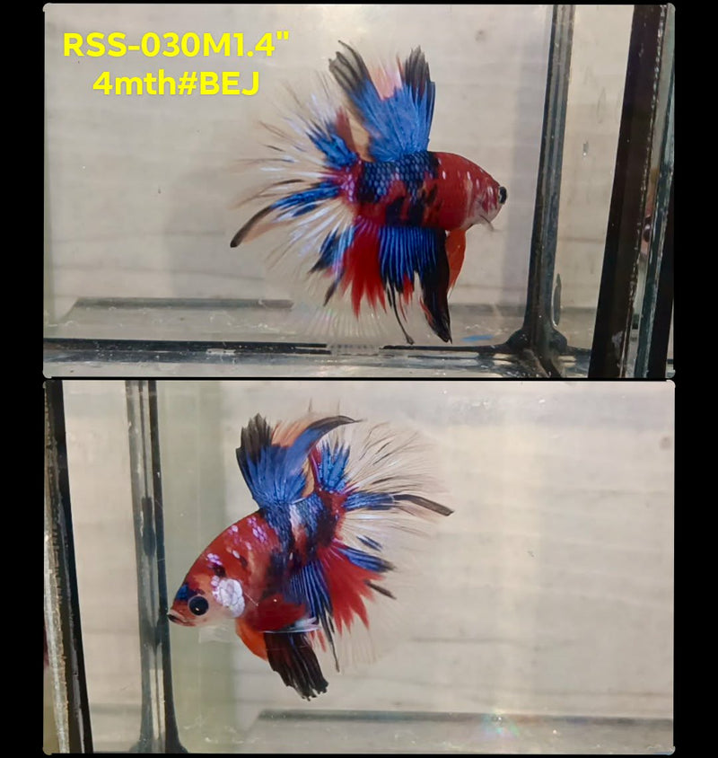 Live Male Betta Red Galaxy Koi Halfmoon (RSS-030) S088 High quality What you see What you get!!