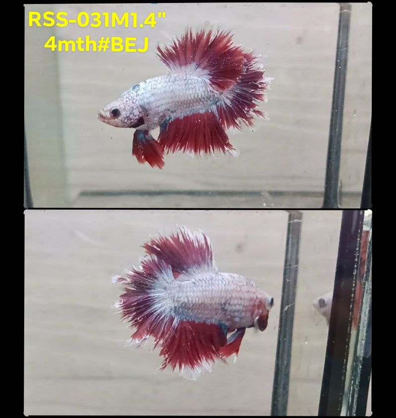Live Male Betta Fancy Copper Red Rosetail (RSS-031) S089 High quality What you see What you get!!