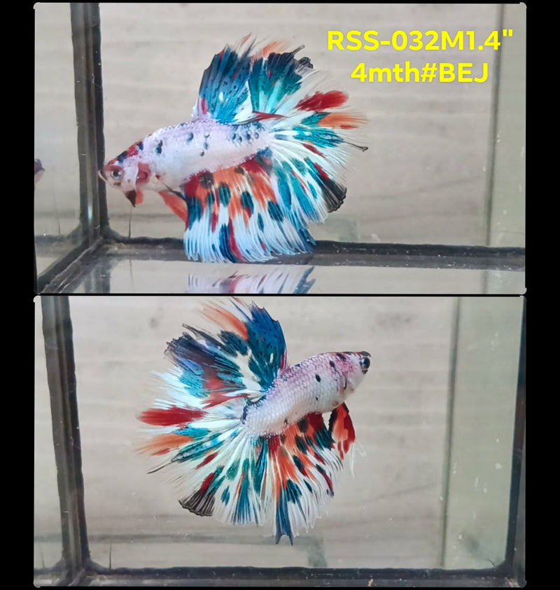Live Male Betta Fancy Marble Tri colors Halfmooon (RSS-032) High quality What you see What you get!!