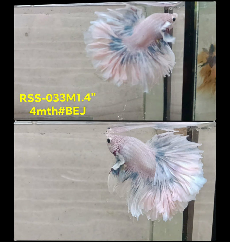 Live Male Betta Fancy Grizzle Halfmooon Rosetail (RSS-033) S090 High quality What you see What you get!!
