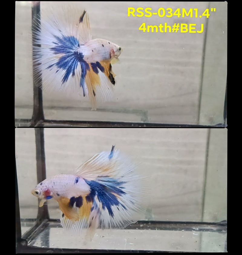 Live Male Betta Fancy Marble Halfmooon (RSS-034) S162 High quality What you see What you get!!