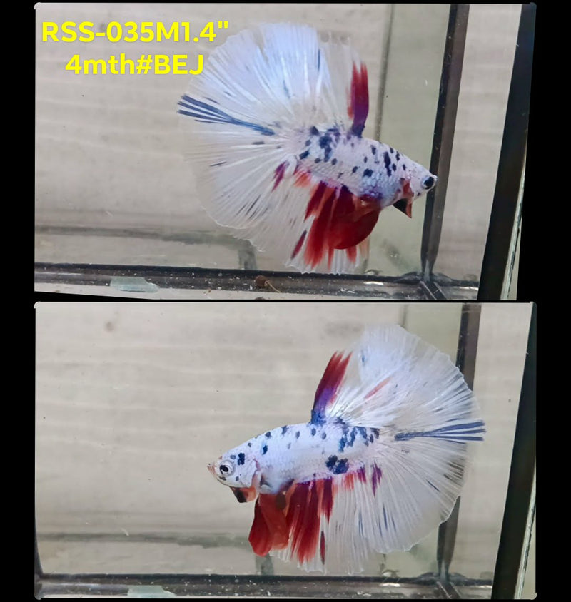 Live Male Betta Fancy Marble Polkadot Halfmooon (RSS-035) S234 High quality What you see What you get!!
