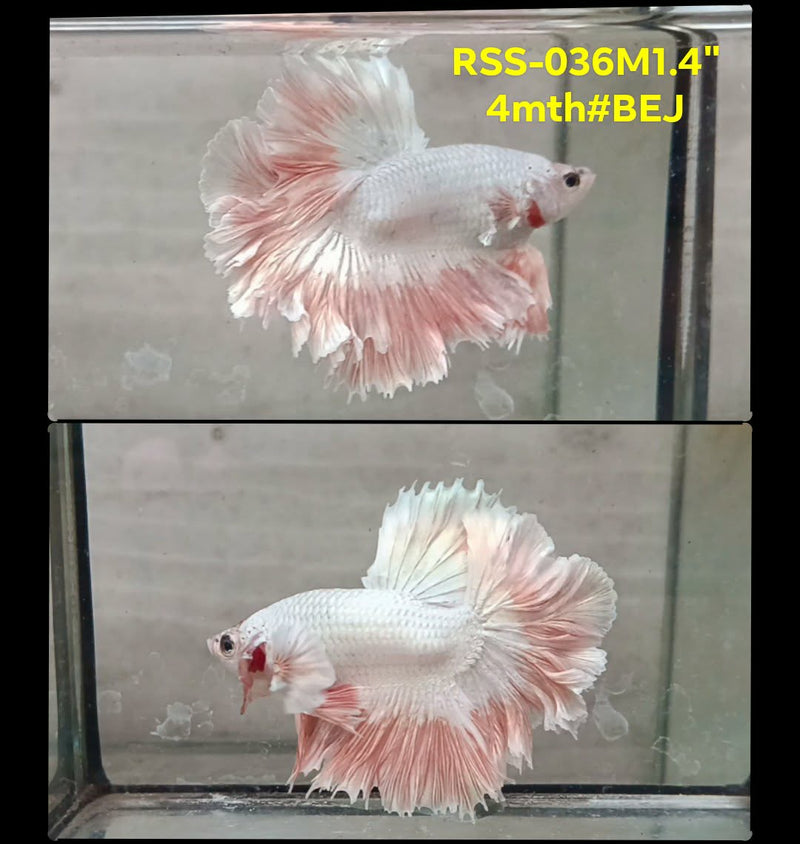 Live Male Betta Fancy Light pastel colors Halfmooon Rosetail (RSS-036) High quality What you see What you get!!