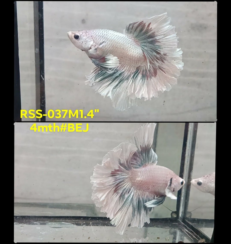 Live Male Betta Fancy Green Light Platinum colors Halfmooon Rosetail (RSS-037) S235 High quality What you see What you get!!