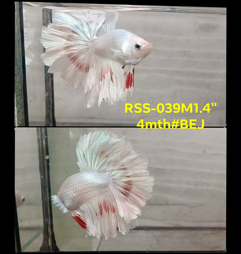 Live Male Betta Fancy Light Platinum colors Halfmooon Rosetail (RSS-039) S017 High quality What you see What you get!!