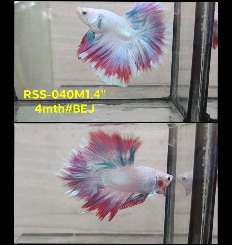 Live Male Betta Fancy Purple Pink Sweet colors Halfmooon Rosetail (RSS-040) High quality What you see What you get!!