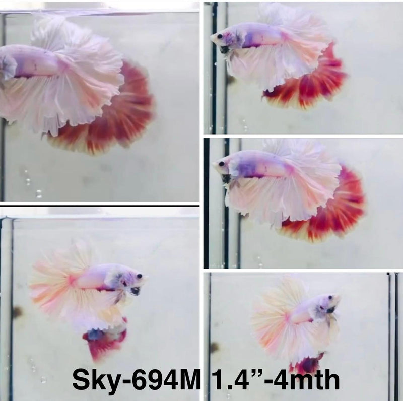 Live Male Betta Fancy Light Colors Halfmoon (Sky-694) High quality What you see What you get!!