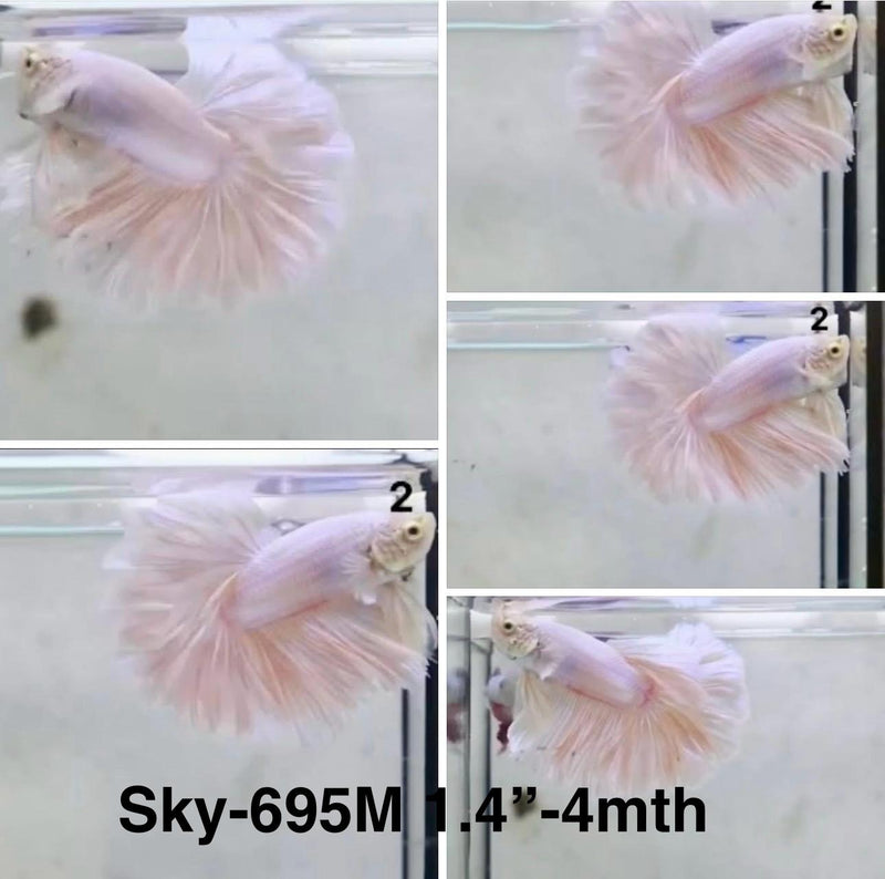 Live Male Betta Fancy Light Colors Halfmoon Rosetail (Sky-695) High quality What you see What you get!!