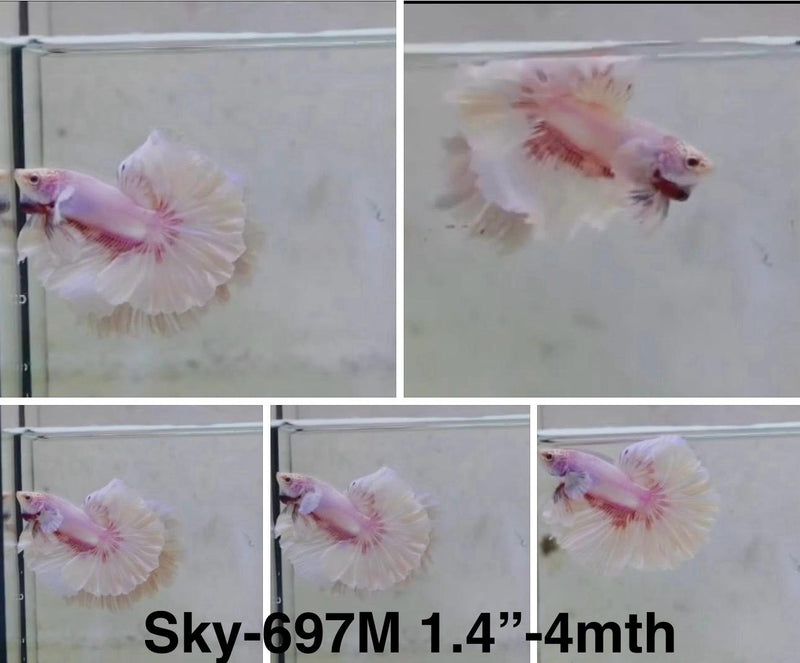 Live Male Betta Fancy Purple Pink Butterfly Halfmoon Rosetail (Sky-697) S347 High quality What you see What you get!!