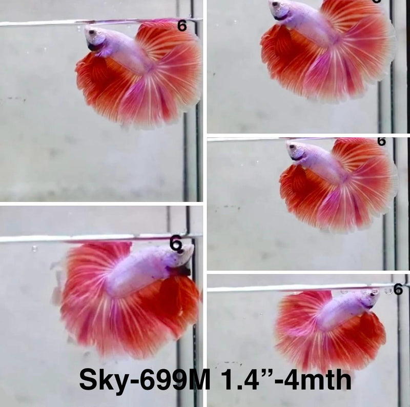 Live Male Betta Fancy Red Pink Lavender Halfmoon (Sky-699) S349 High quality What you see What you get!!