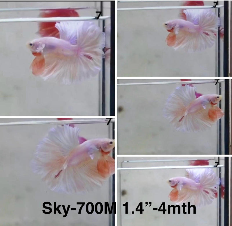 Live Male Betta Fancy Light Pastel colors Halfmoon (Sky-700) S050 High quality What you see What you get!!