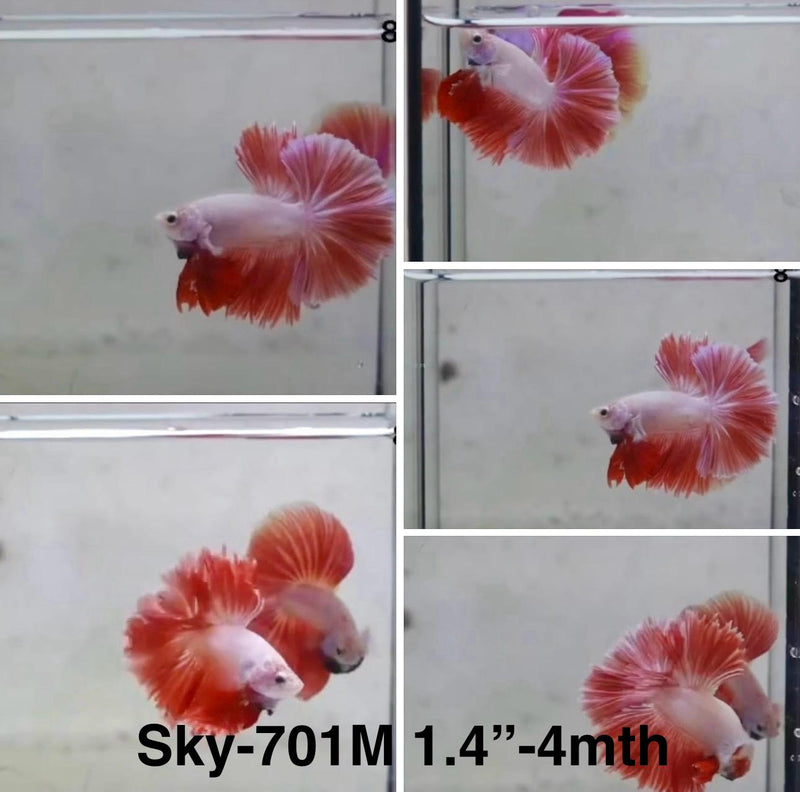 Live Male Betta Fancy Red Pink Lavender Halfmoon Rose tail (Sky-701) S121 High quality What you see What you get!!
