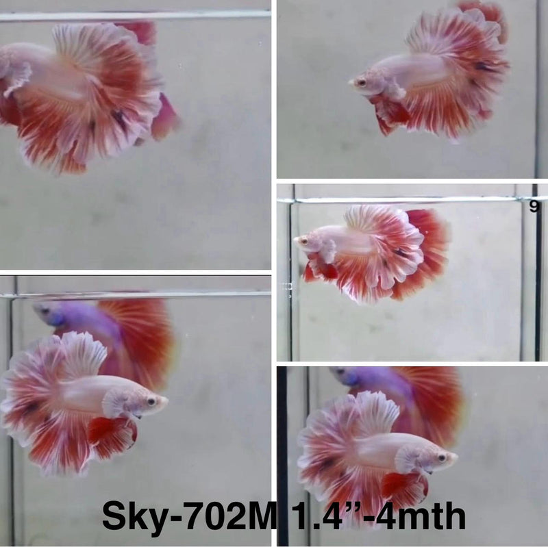 Live Male Betta Fancy Red Pink Halfmoon Rose tail (Sky-702) S122 High quality What you see What you get!!