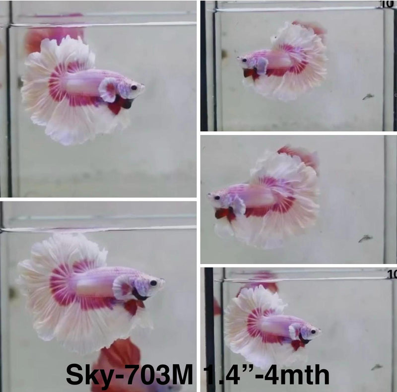 Live Male Betta Purple Pink Butterfly Halfmoon Rosetail (Sky-703) S125 High quality What you see What you get!!