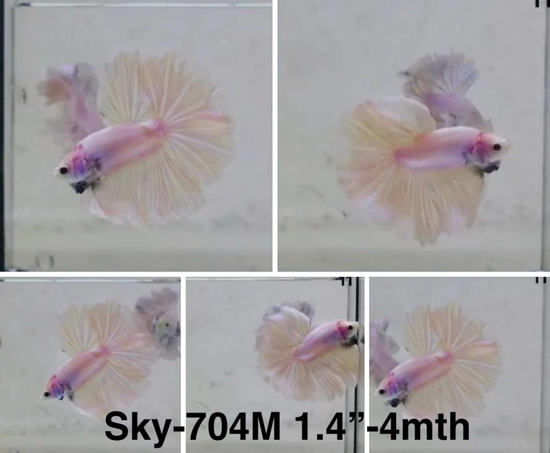 Live Male Betta Fancy Light Pastel Colors Halfmoon (Sky-704)  S126 High quality What you see What you get!!