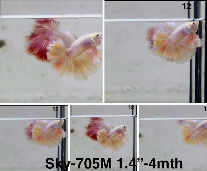 Live Male Betta Fancy Yellow Light Colors Halfmoon Rosetail (Sky-705) S197 High quality What you see What you get!!