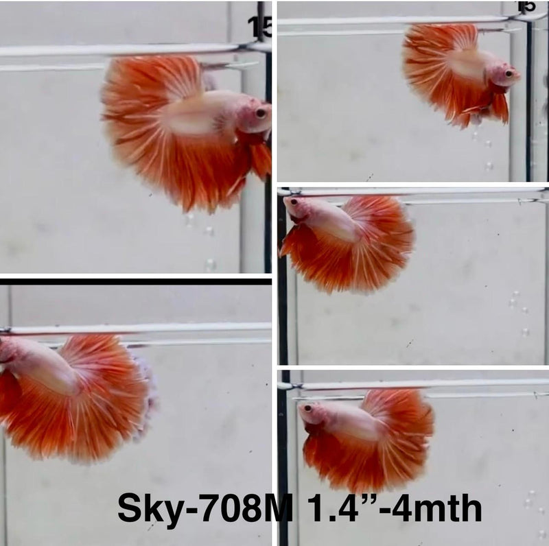 Live Male Betta Fancy Red Bi- colors Halfmoon (Sky-708) S270 High quality What you see What you get!!