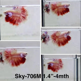 Live Male Betta Fancy Red Pink Lavender Halfmoon Rosetail (Sky-706)CLEARANCE High quality What you see What you get!!