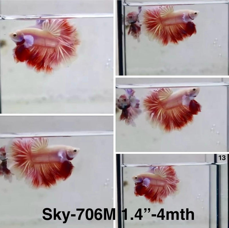 Live Male Betta Fancy Red Pink Lavender Halfmoon Rosetail (Sky-706) High quality What you see What you get!!
