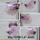 Live Male Betta Fancy Purple Pink Light colors Halfmoon Rosetail (Sky-707) High quality What you see What you get!!