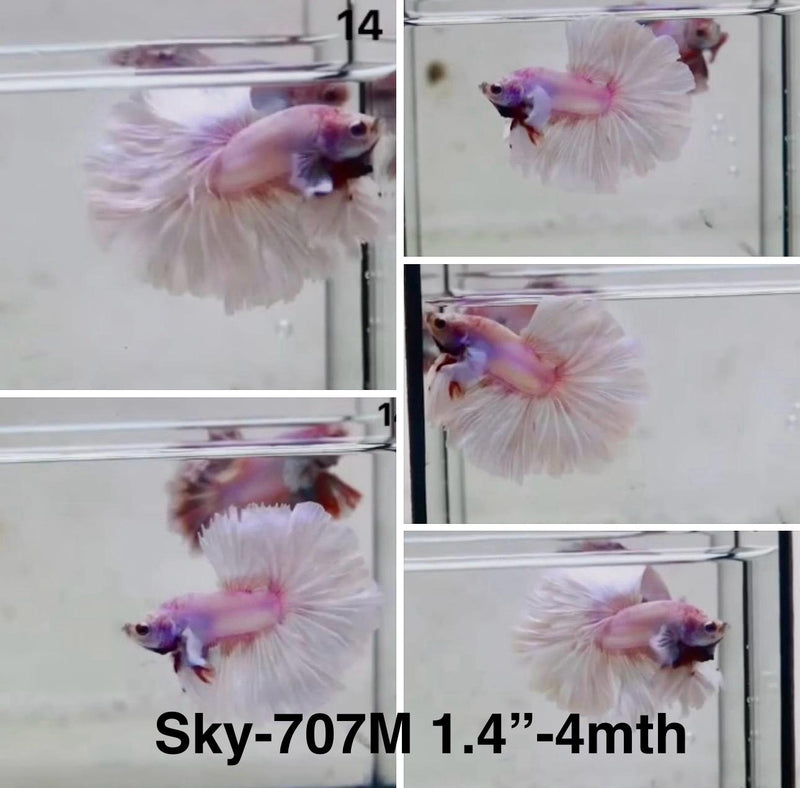 Live Male Betta Fancy Purple Pink Light colors Halfmoon Rosetail (Sky-707) High quality What you see What you get!!