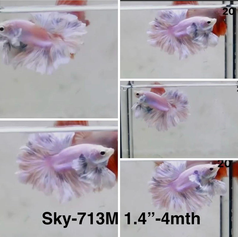 Live Male Betta Fancy Light Pastel colors Halfmoon Rosetail (Sky-713) S343 High quality What you see What you get!!