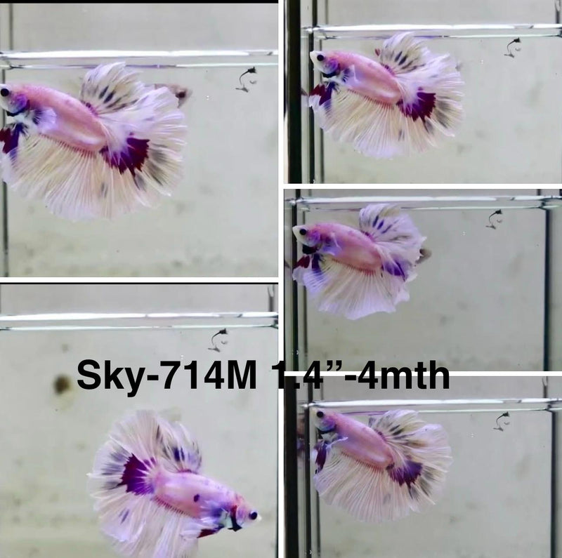 Live Male Betta Fancy Purple Pastel colors Halfmoon (Sky-714) S044 High quality What you see What you get!!