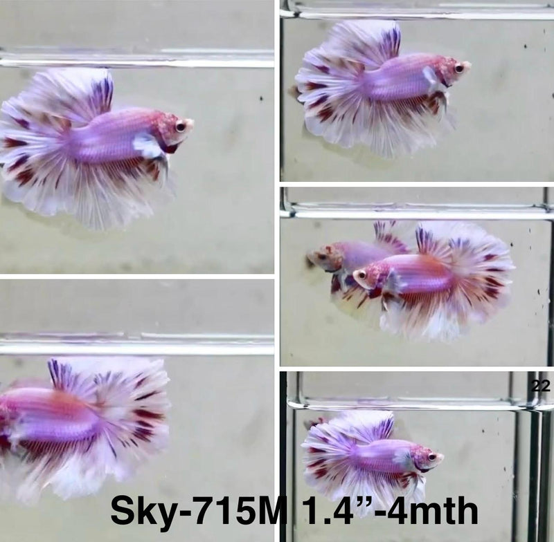 Live Male Betta Fancy Purple Sweet colors Halfmoon (Sky-715) S045 High quality What you see What you get!!