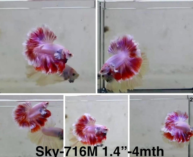 Live Male Betta Fancy Purple Pink Lavender Halfmoon Rosetail (Sky-716) S118 High quality What you see What you get!!