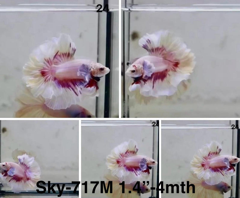 Live Male Betta Purple Pink Butterfly Halfmoon Rosetail (Sky-717) S120 High quality What you see What you get!!