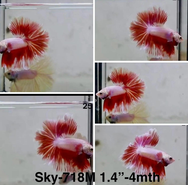 Live Male Betta Fancy Red Pink Lavender Halfmoon (Sky-718) S262 High quality What you see What you get!!