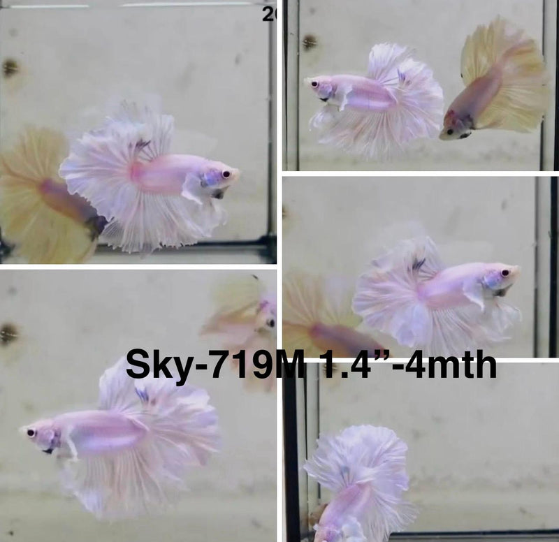 Live Male Betta Fancy Light pastel colors Halfmoon Rosetail (Sky-719) S332 High quality What you see What you get!!
