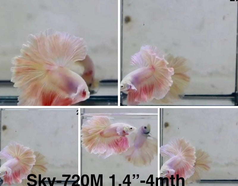 Live Male Betta Fancy Light pastel colors Halfmoon Rosetail (Sky-720) S333 High quality What you see What you get!!
