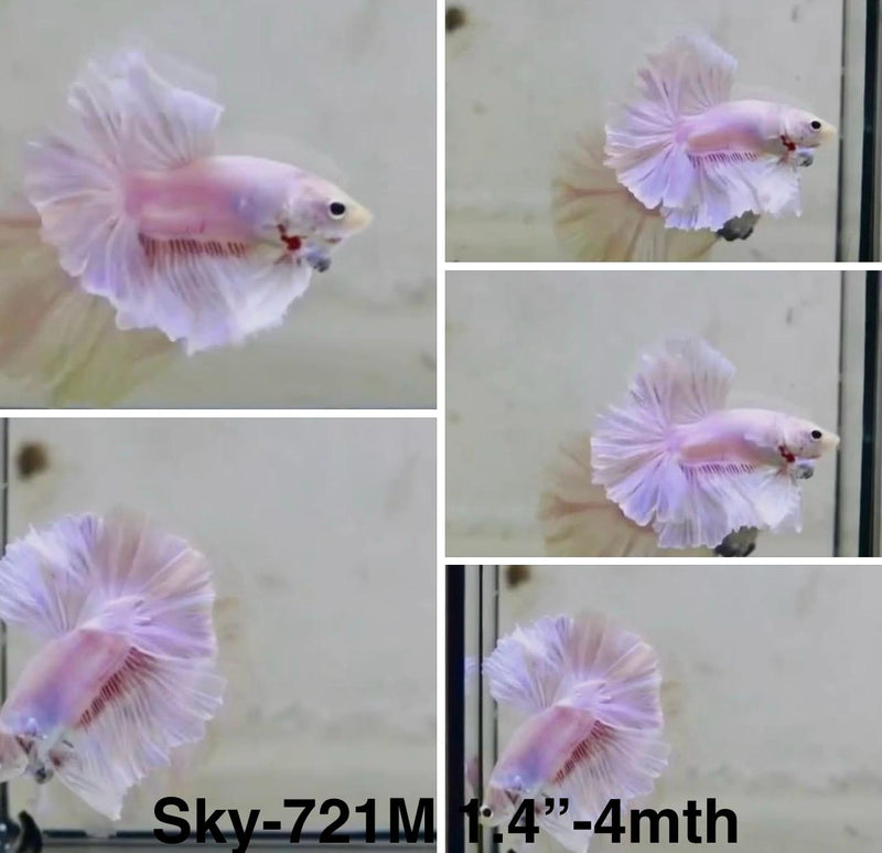 Live Male Betta Fancy Light pastel colors Halfmoon (Sky-721) S334 High quality What you see What you get!!