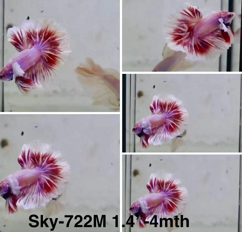 Live Male Betta Fancy Purple Pink pastel colors Halfmoon (Sky-722) S353 High quality What you see What you get!!