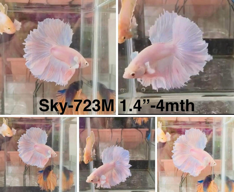 Live Male Betta Fancy Light pastel colors Halfmoon Rosetail (Sky-723) S337 High quality What you see What you get!!